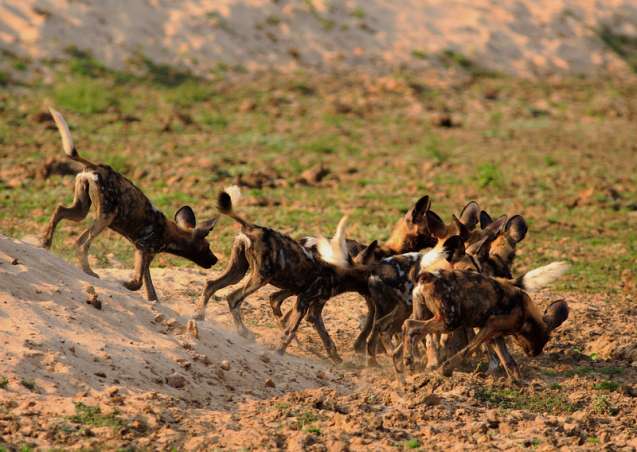 South luangwa Zambia remote safari
