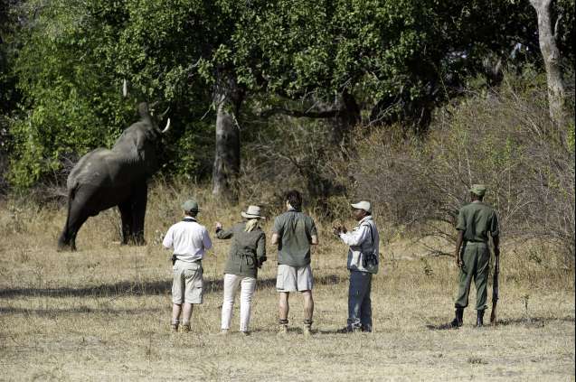 Walking safari with elephant