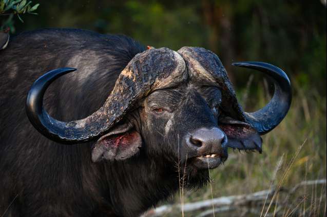 Sabi Sands big 5 safari buffalo