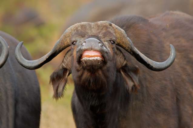 African buffalo Kruger National Park