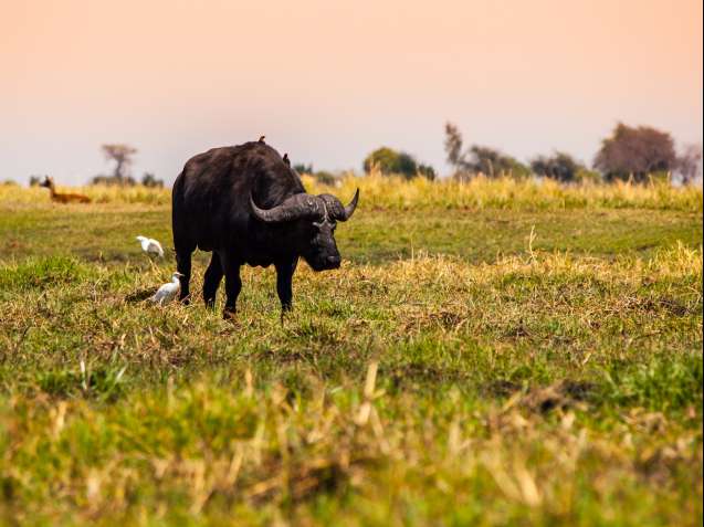 Chobe buffalo 