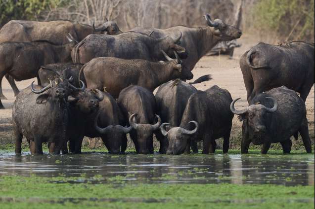 Buffalo big 5 safari South Luangwa Zambia