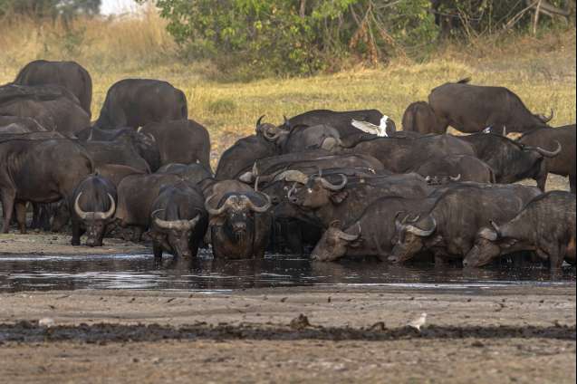 Buffalo herd Okavango safari Botswana