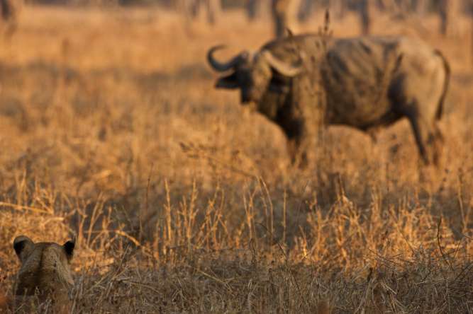 Lion hunting buffalo South Luangwa Zambia safari