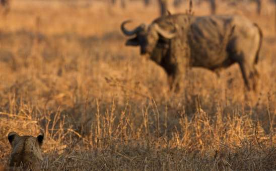 Lion hunting buffalo South Luangwa Zambia safari