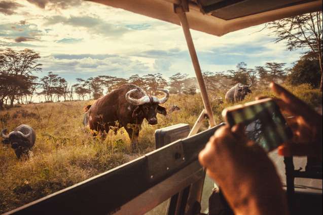 Masai Mara big 5 safari game drive