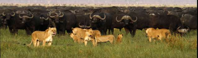 Savuti big 5 buffaloes and lions