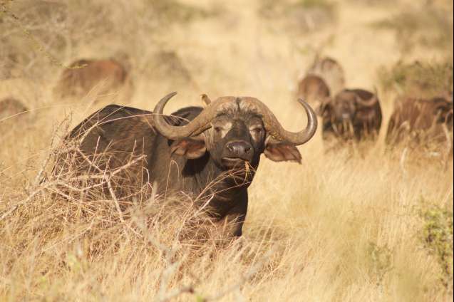 East Africa Big 5 safaris