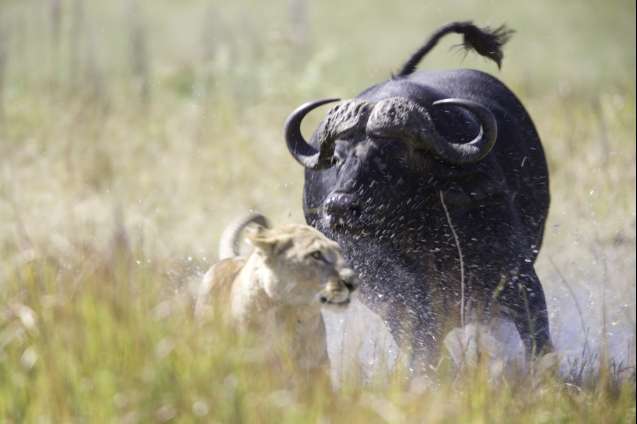 Buffalo chasing lion big 5 safari action