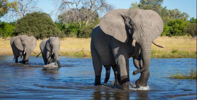 Big 5 animals Khwai River safari