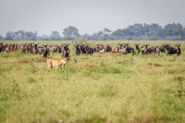 Chobe National Park wildlife