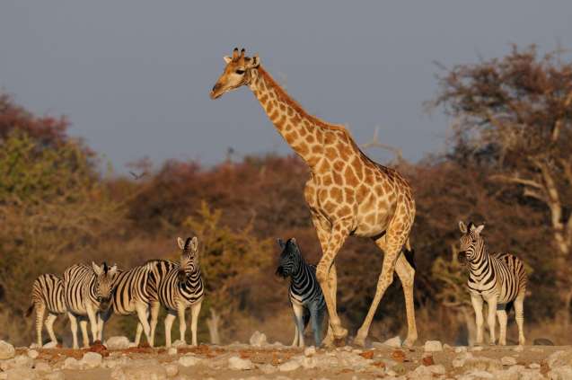 Game drives in Etosha