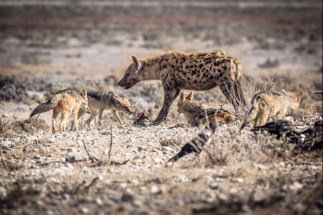 Hyena and jackal Etosha game drive