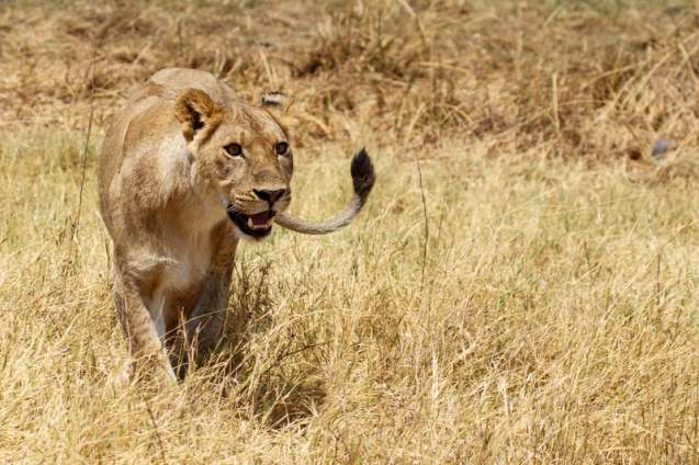 Lioness in Moremi