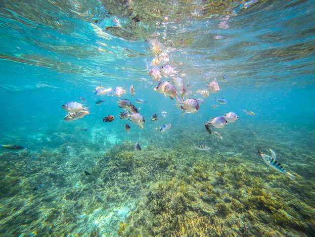 Snorkel in zanzibar