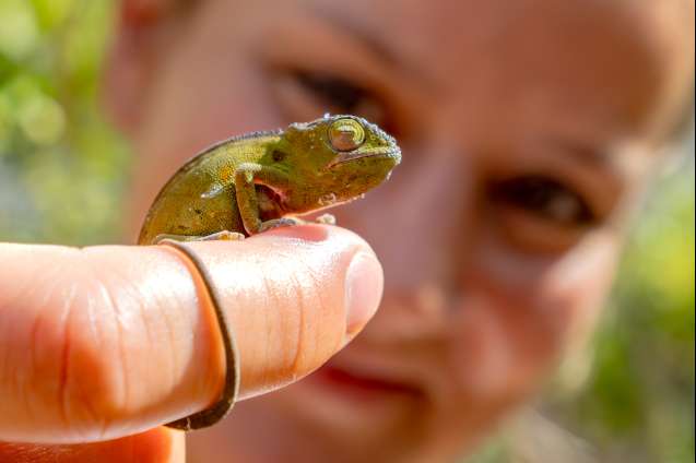 Wildlife in Madagascar