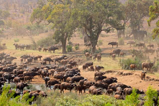 Big 5 safari Kruger National Park