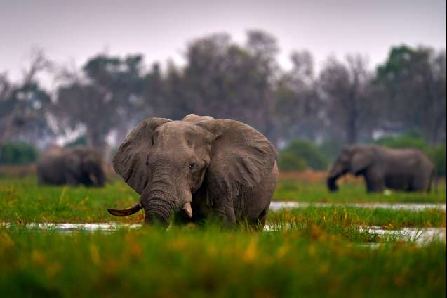Botswana overland safari
