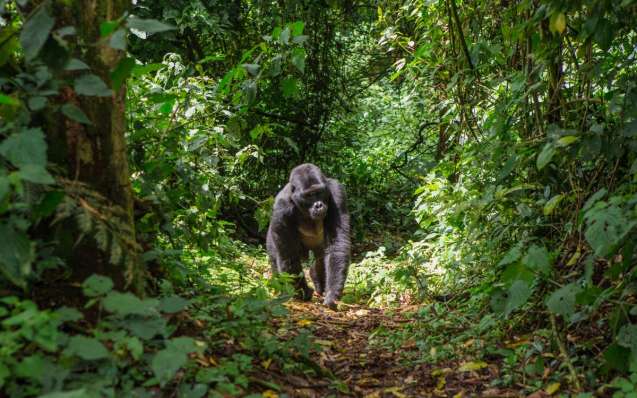 Gorilla Bwindi National Park
