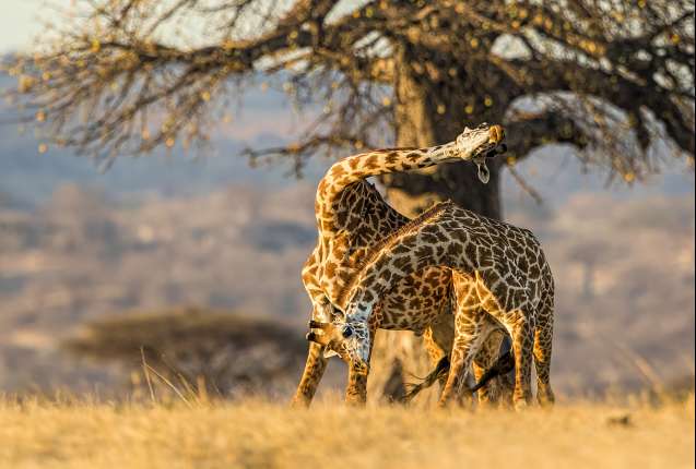 Ruaha safari giraffe in Tanzania