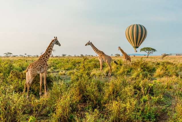 Optional activities on safari