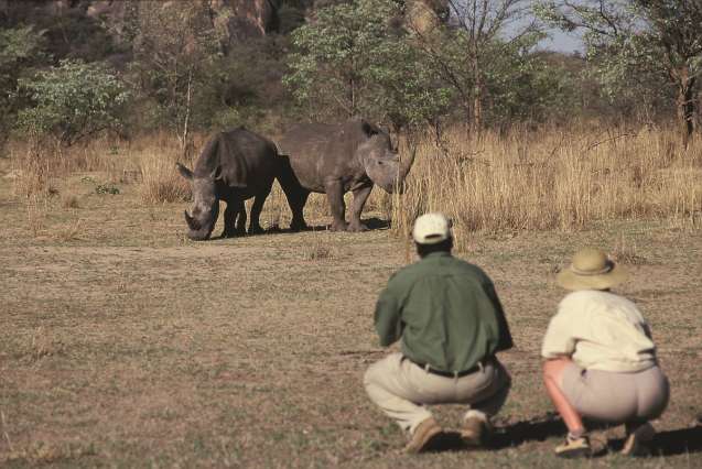 Walking safaris highlights Big 5