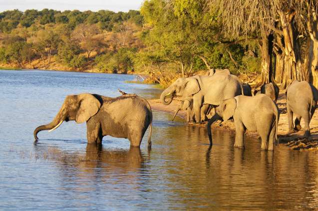 Chobe cruise Botswana