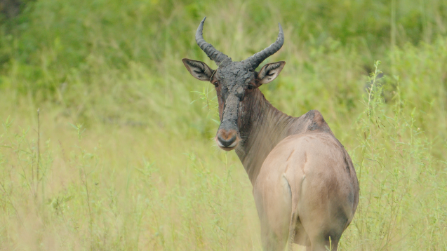 Game viewing in the Delta hartebeest