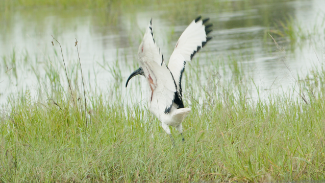 Sacred ibis in the Delta