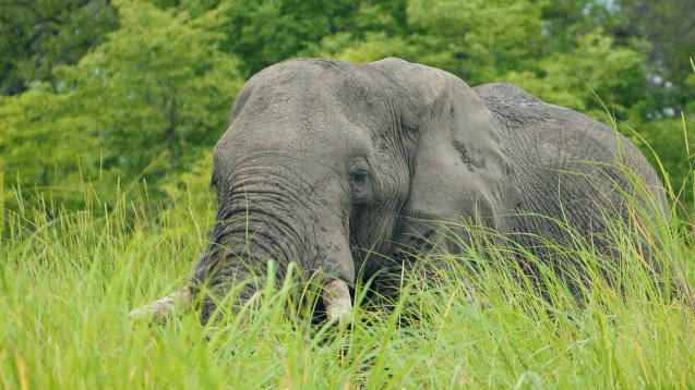 Elephant from the mokoro