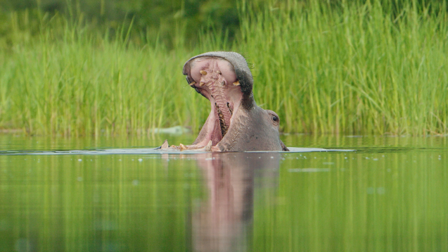 Hippos in the Delta Khwai River Area
