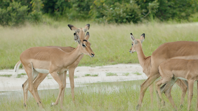 Antelope