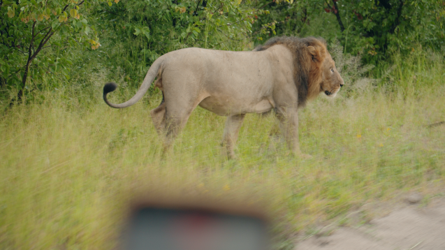 Big 5 male lion Okavango Delta overland