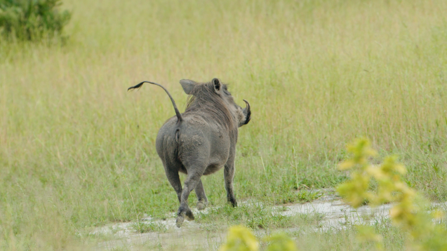 Wildlife in the delta pumba warthog