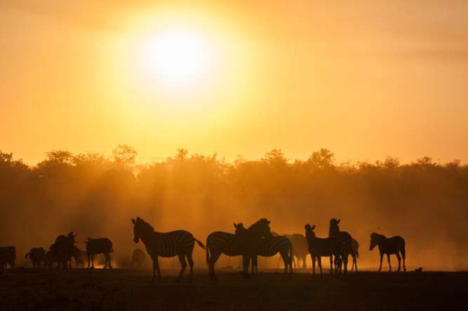 zebras at sunset kruger, south africa