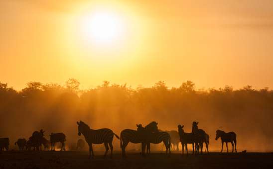Tanzania vs South Africa Safari: Wildlife, Costs & Key Differences