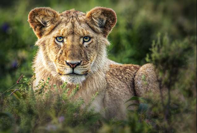 Big 5 lion serengeti