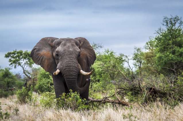 Elephant kruger national  park