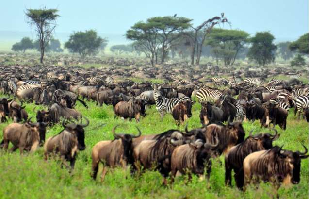 Great Migration Herds - Tanzania