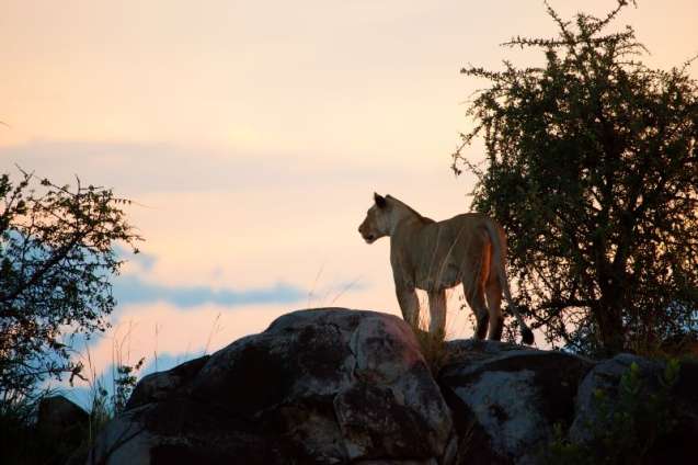 Lioness in Serengeti, Tanzania