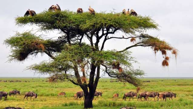 Tanzania vulture acacia view