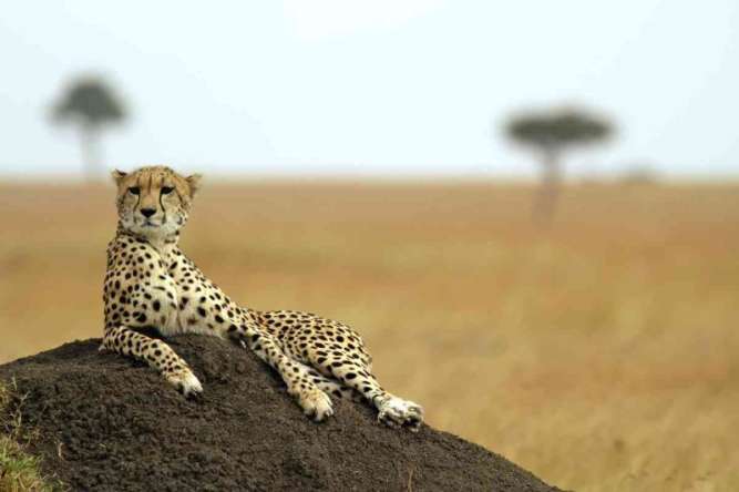 cheetah safari masai marah