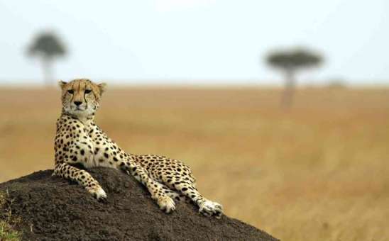 cheetah safari masai marah