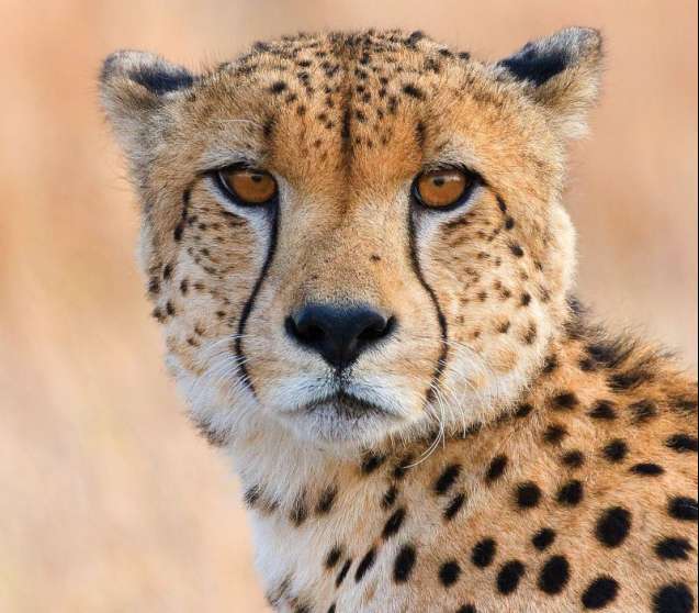 Arathusa-cheetah