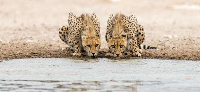 Cheetah central kalahari game reserve botswana safari