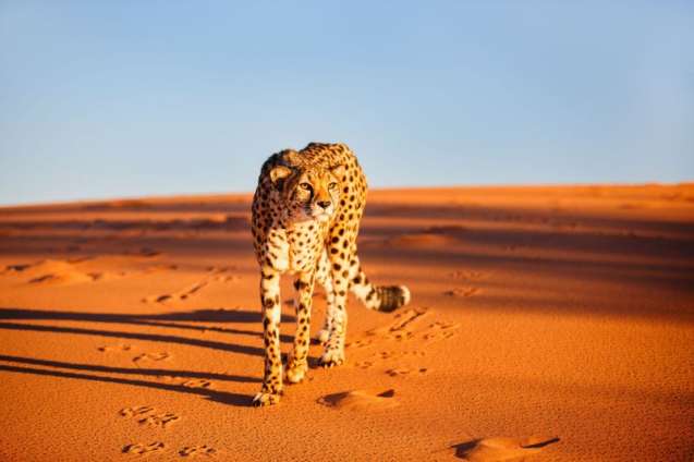Cheetah in desert