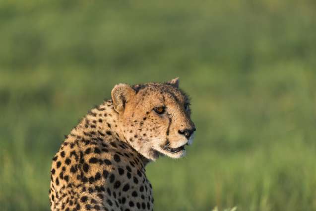 Cheetah okavango deta