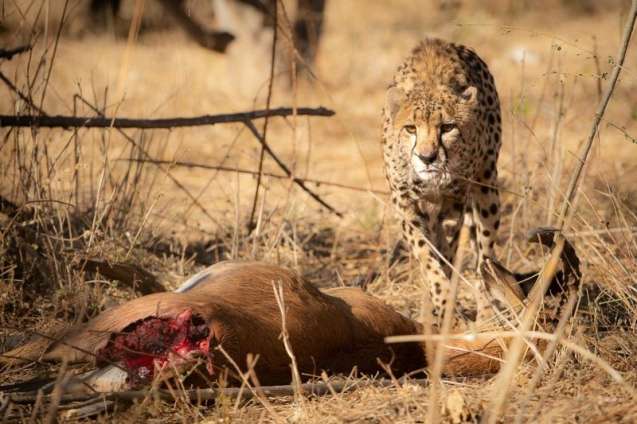 Cheetah safari in hwange, zimbabwe
