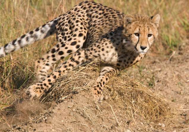 Greater kruger cheetah safari