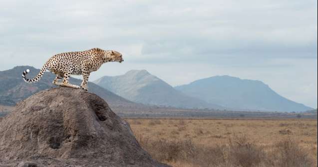 Wild african cheetah